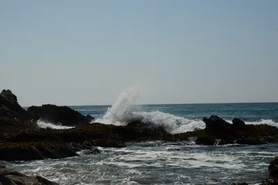 DSC_2564 (Large).JPG